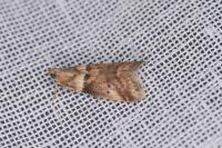 Acrobasis consociella