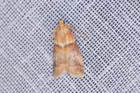 Acrobasis repandana