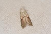 Aphomia sociella