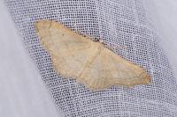 Idaea aversata