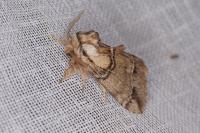 Drymonia velitaris