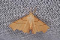 Ennomos erosaria