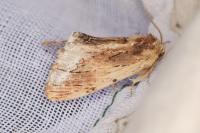 Ptilodon cucullina