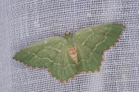 Hemithea aestivaria