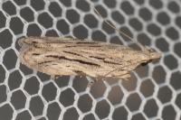 Anarsia innoxiella