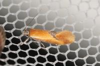Batia lunaris