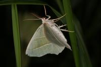 Campaea margaritaria
