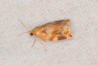 Archips xylosteana
