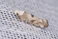 Paraswammerdamia albicapitella