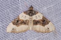 Cosmorhoe ocellata