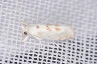 Niphonympha dealbatella