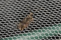 Zeiraphera isertana