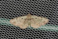 Pasiphila rectangulata