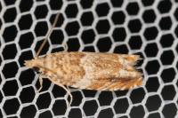 Epinotia abbreviana