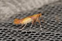 Caloptilia alchimiella/robustella