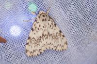 Lymantria monacha