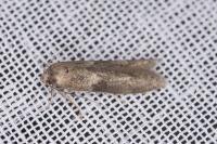 Blastobasis glandulella
