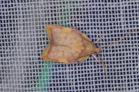 Carcina quercana