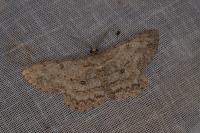 Hypomecis punctinalis