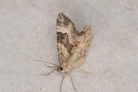 Epirrhoe alternata