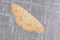Cyclophora annularia