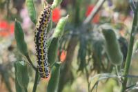 Periphanes delphinii