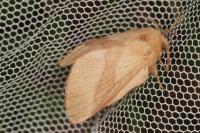 Malacosoma neustria