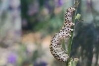 Periphanes delphinii