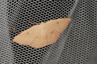 Cyclophora puppillaria
