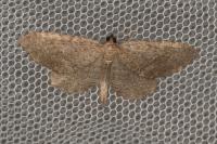 Philereme vetulata