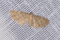 Eupithecia haworthiata