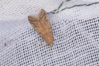 Ephestia elutella/woodiella