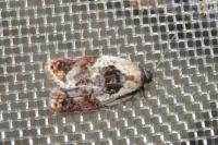 Acleris variegana