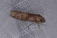 Phycita roborella