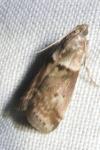 Acrobasis consociella