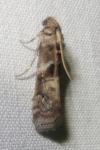 Phycita roborella