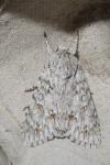 Acronicta aceris