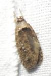 Agonopterix ciliella/heracliana