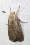 Agrotis exclamationis