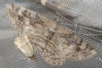 Alcis repandata