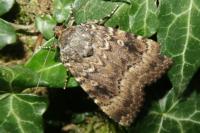 Amphipyra pyramidea