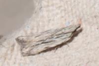 Anarsia innoxiella