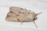 Apamea lithoxylaea
