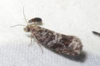 Celypha