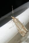 Chrysocramboides craterellus