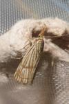 Chrysocrambus linetella