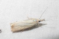 Chrysoteuchia culmella