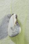Cilix glaucata