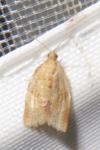 Clepsis consimilana