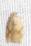 Clepsis consimilana